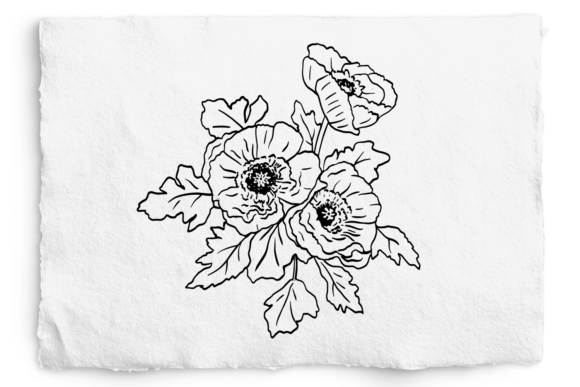 Download Icelandic Poppy SVG, Poppy Floral PNG - Png Collection