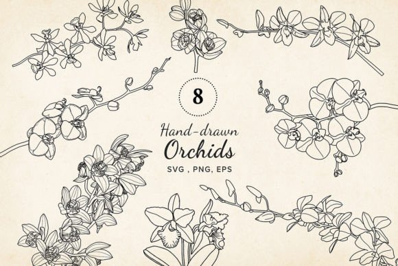 Download Hand-drawn Orchids, Flower SVG &amp; PNG - Png Collection