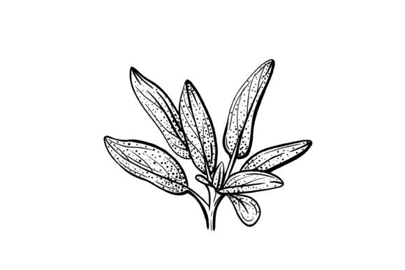 Download Sage SVG PNG - Png Collection